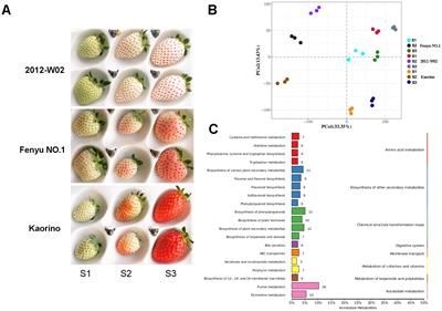 Combined transcriptome and metabolome analysis revealed the molecular mechanisms of fruit skin coloration in pink strawberry